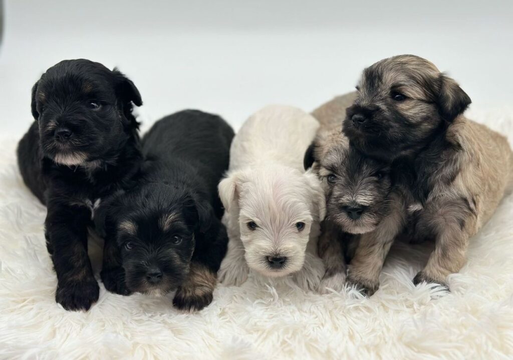 Mini Schnauzer Puppies