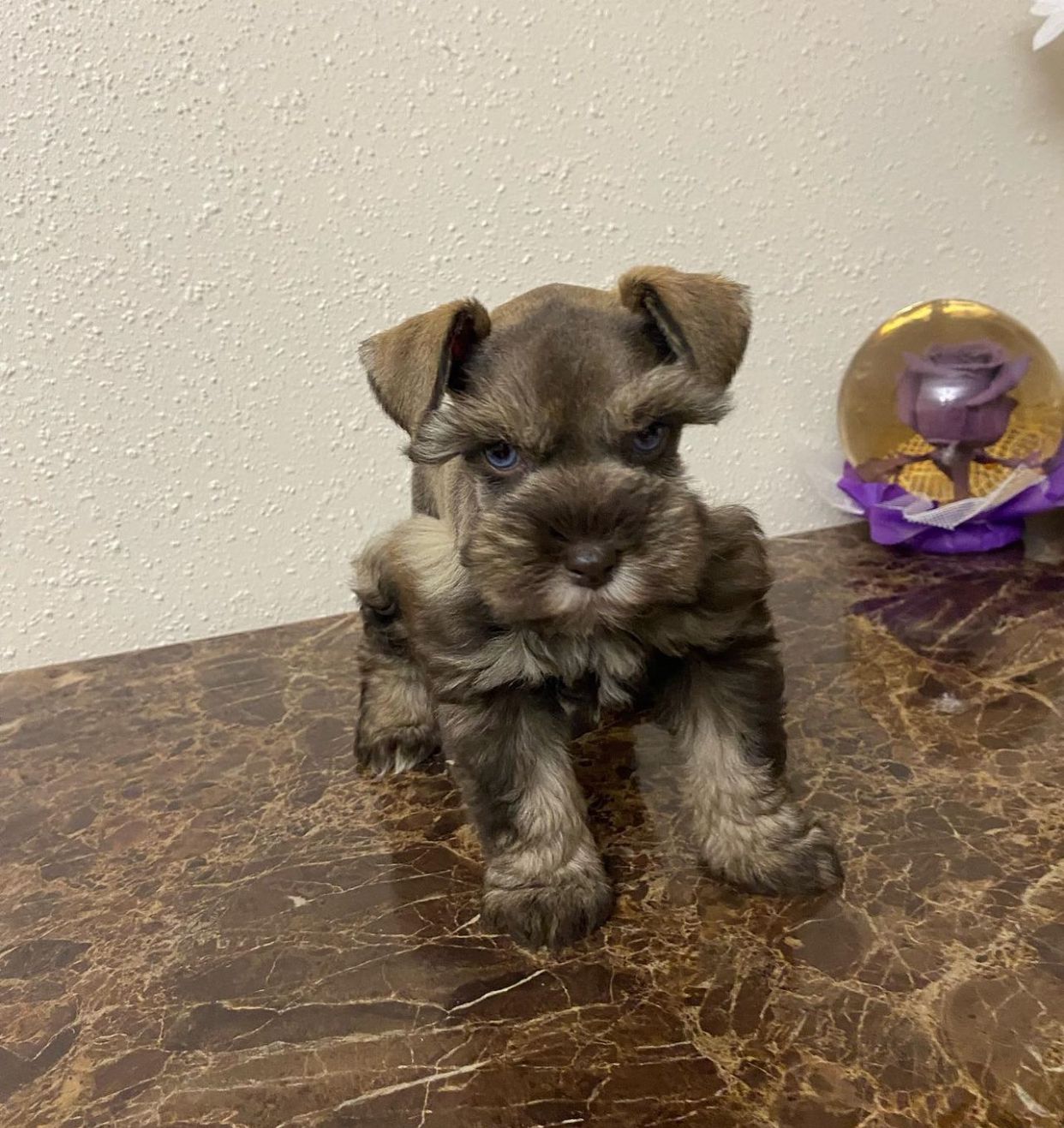  1 Kiki female Schnauzer puppies For Sale 