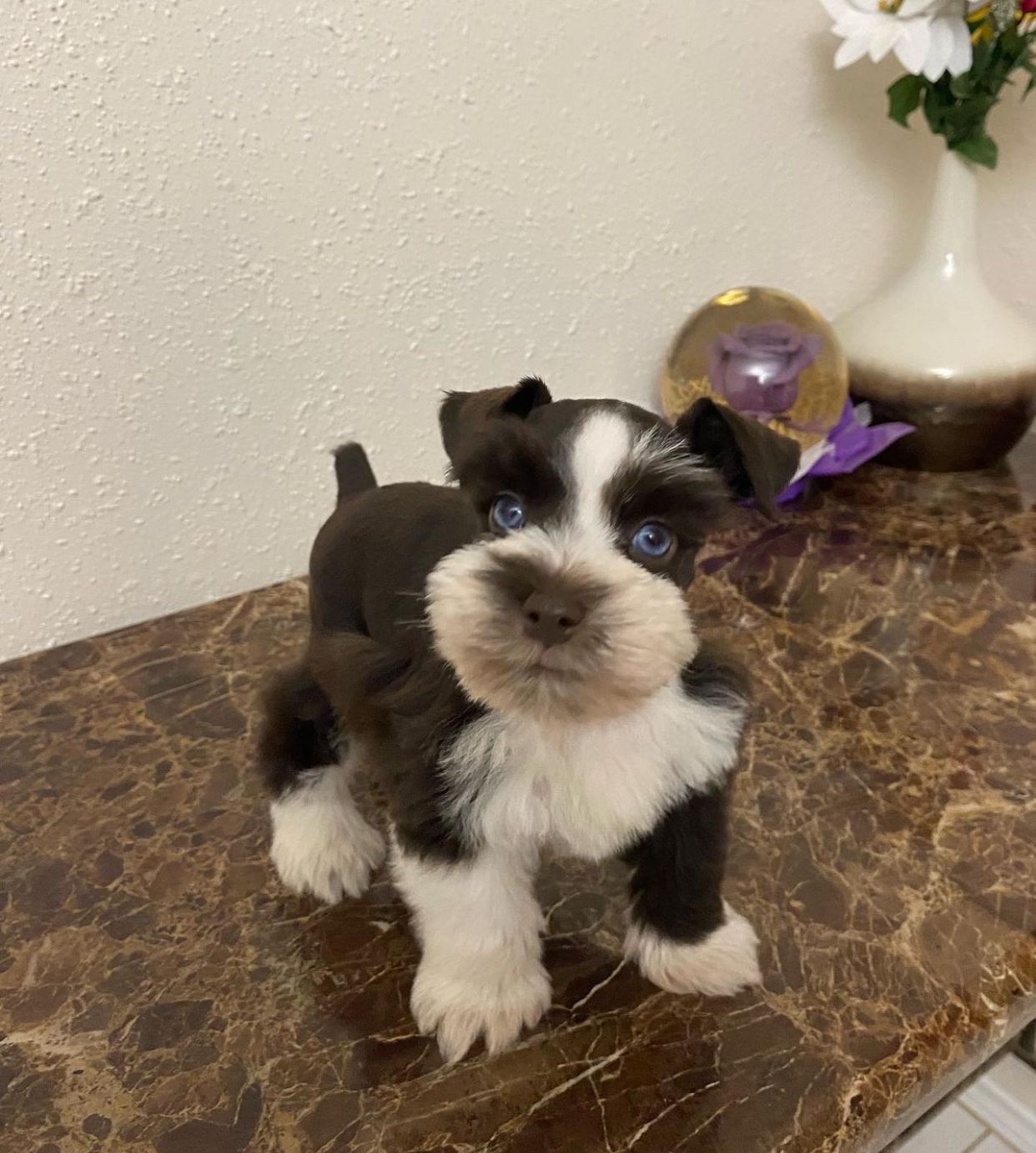  4 Tony male Schnauzer puppies For Sale 