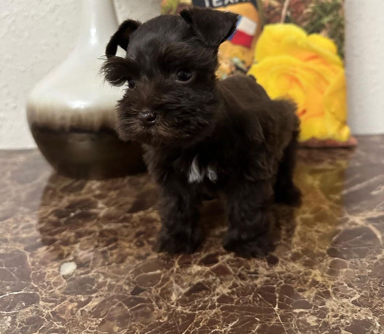  6 Flora male Poodle puppies For Sale 