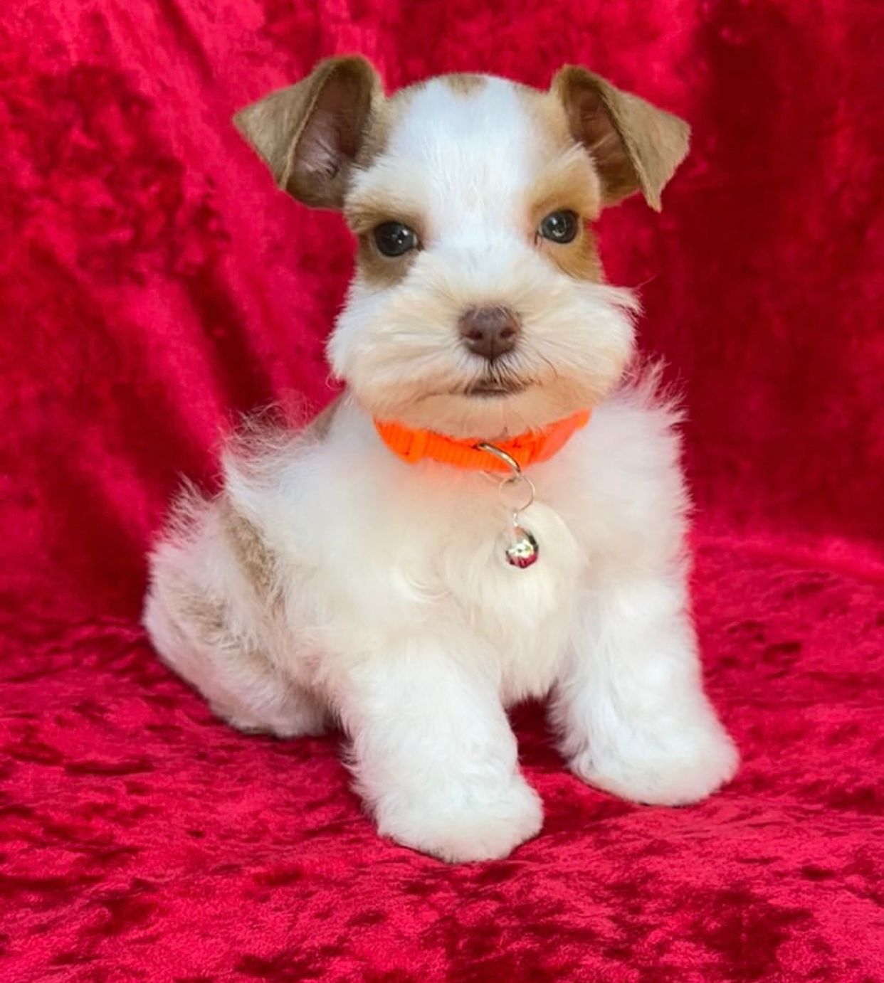  5 Tata  male Schnauzer puppies For Sale 