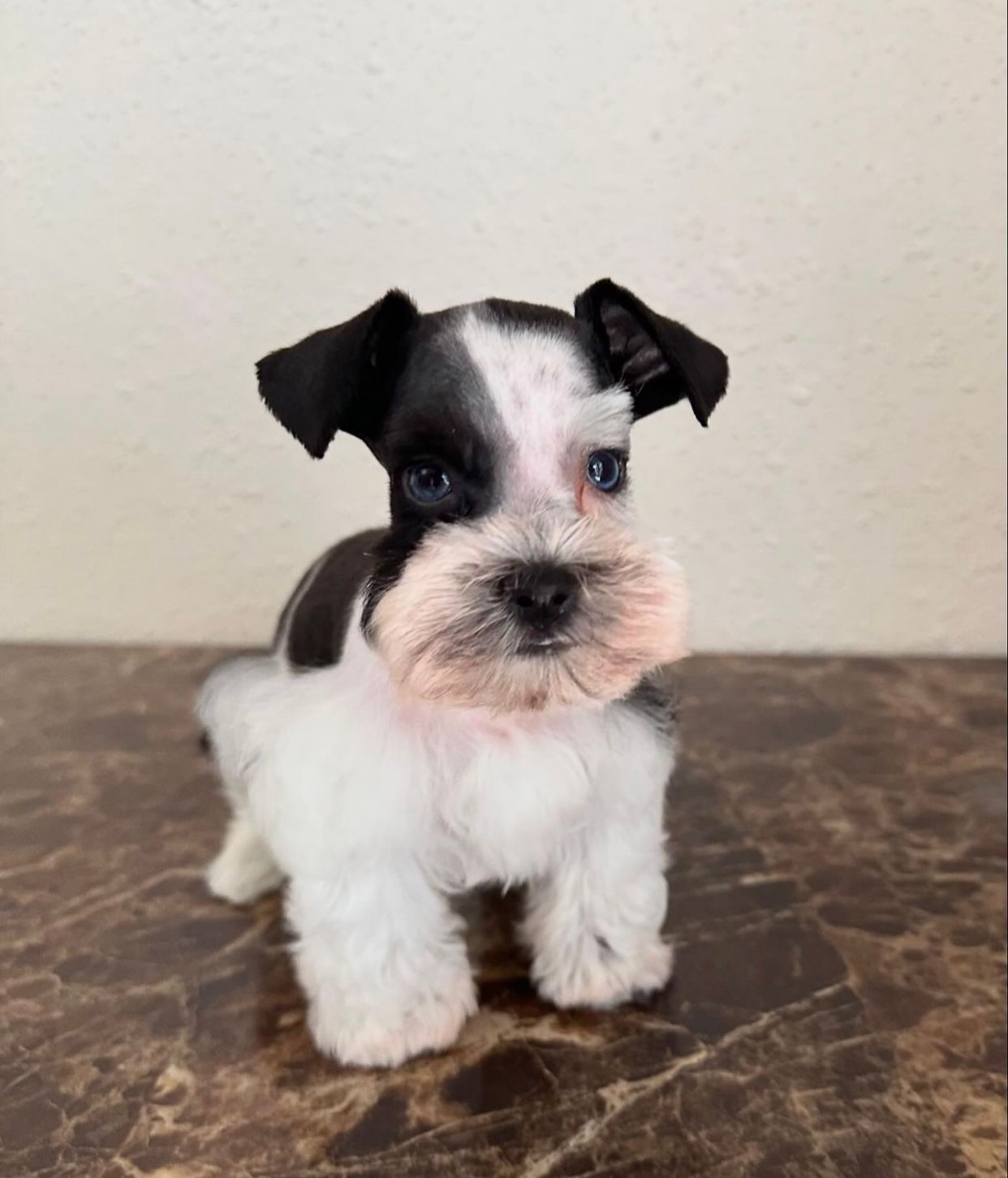  3 Rambo female Schnauzer  puppies For Sale 