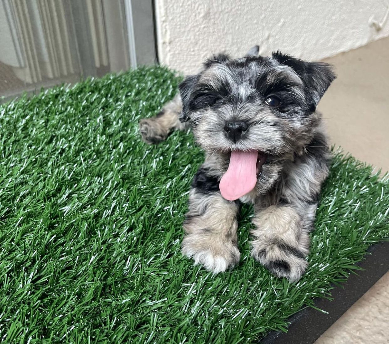  2 Bella female Schnauzer puppies For Sale 