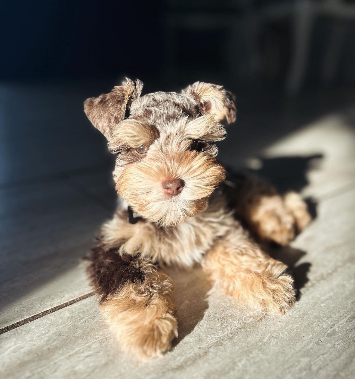  1 Luna female Schnauzer puppies For Sale 