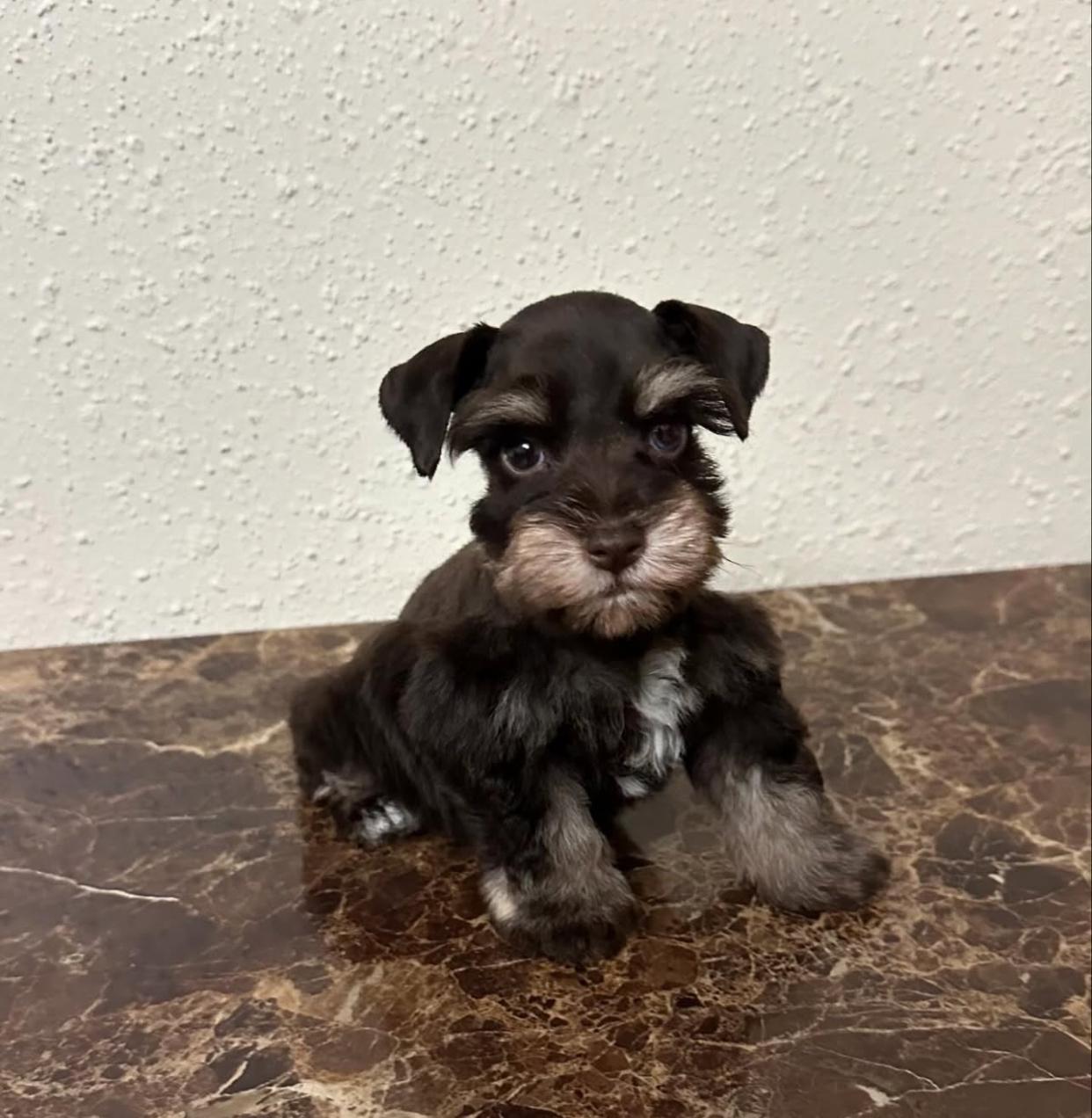  1 Beiley female Schnauzer puppies For Sale 