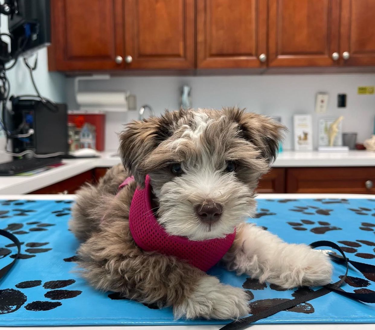  1 coco female Schnauzer puppies For Sale 