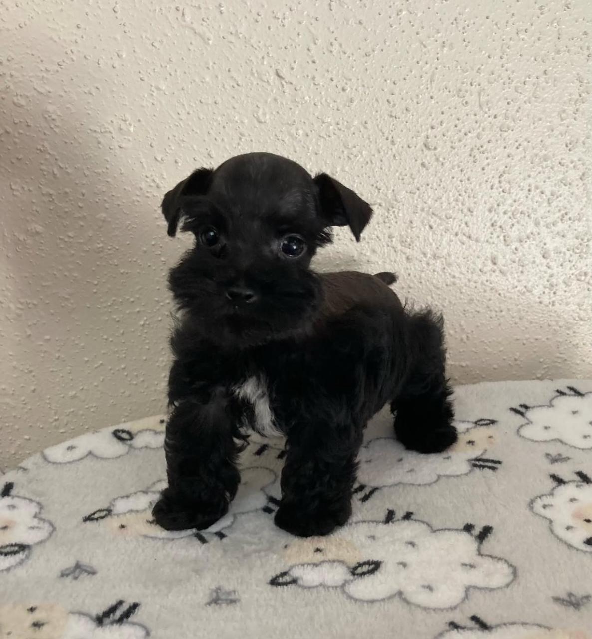  4 Bruno male Schnauzer puppies For Sale 