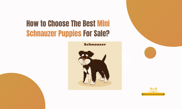 Mini Schnauzer Puppies For Sale